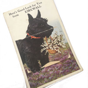 Old Postcard from
                        Kirkwall featuring a black Scottish Terrier
                        wearing a red collar, carrying a basket of white
                        heather. The dog stands in a field of purple
                        heather
