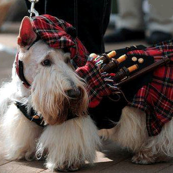 West Highland White Terrier wearing a
                      tartan kilt and tam