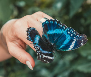 Blue butterfly on a bride's hand with silver
                    wedding ring