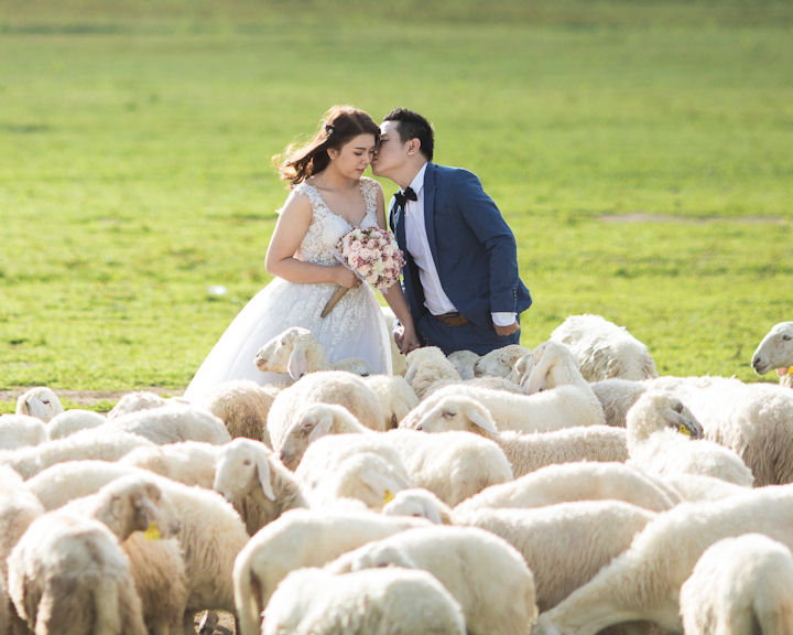 Bride and groom with herd of sheep