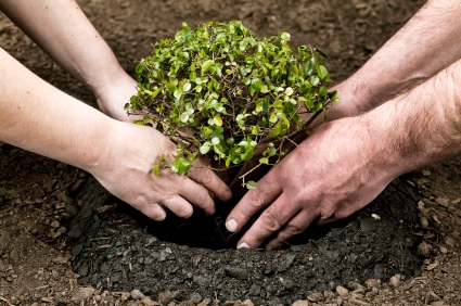 Tree being planted by
                      two people