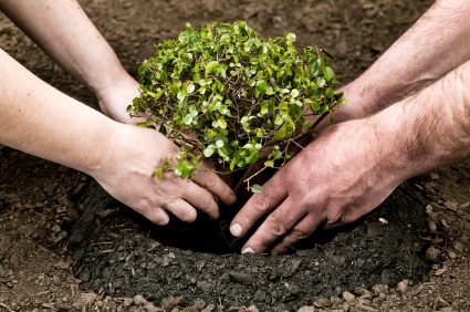 Tree being planted by
                      two people